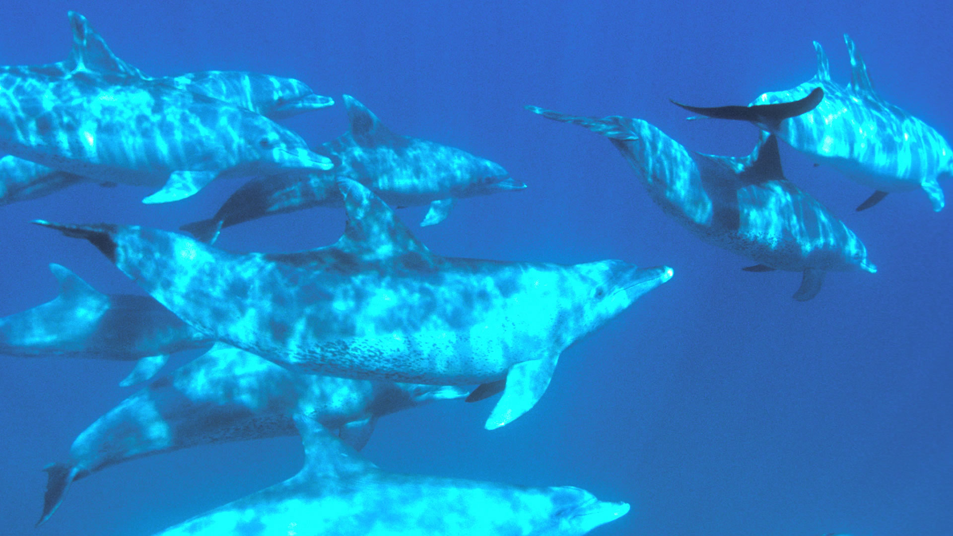 Dolphins, Whales, and the Ocean <b>Giants of iSimangaliso</b>