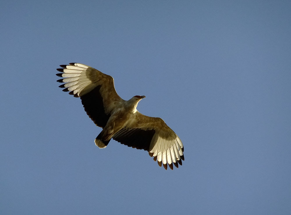 The Palm-Nut Vulture – A Jewel of the Forest Skies