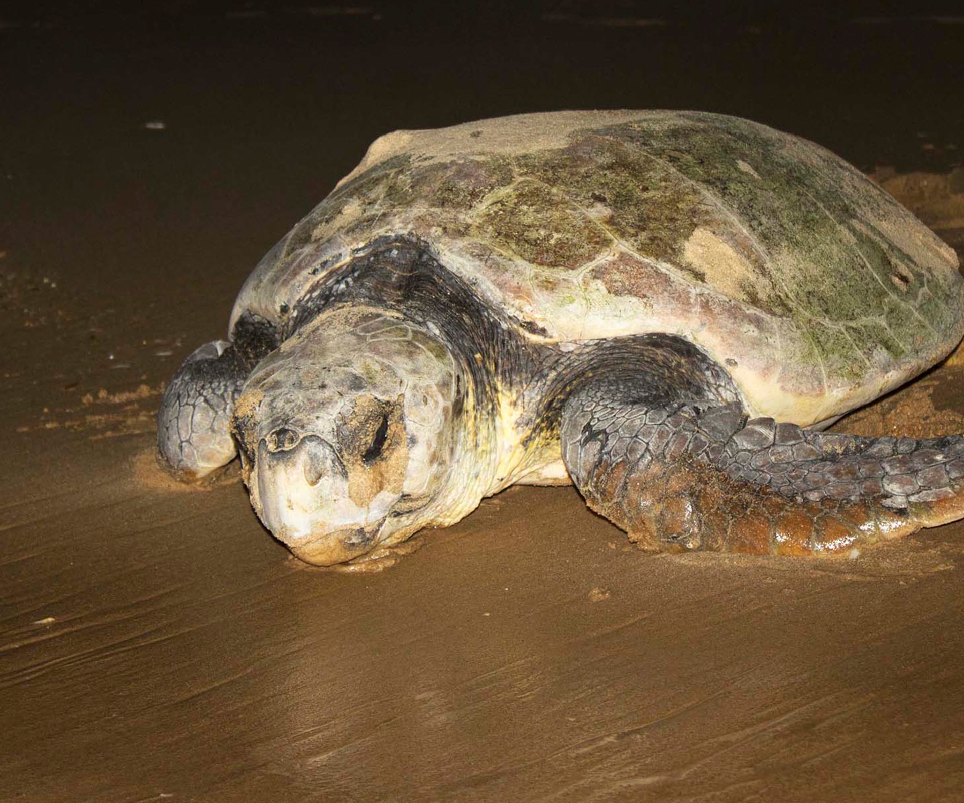 A Sanctuary for <b>Loggerhead and Leatherback Turtles</b>