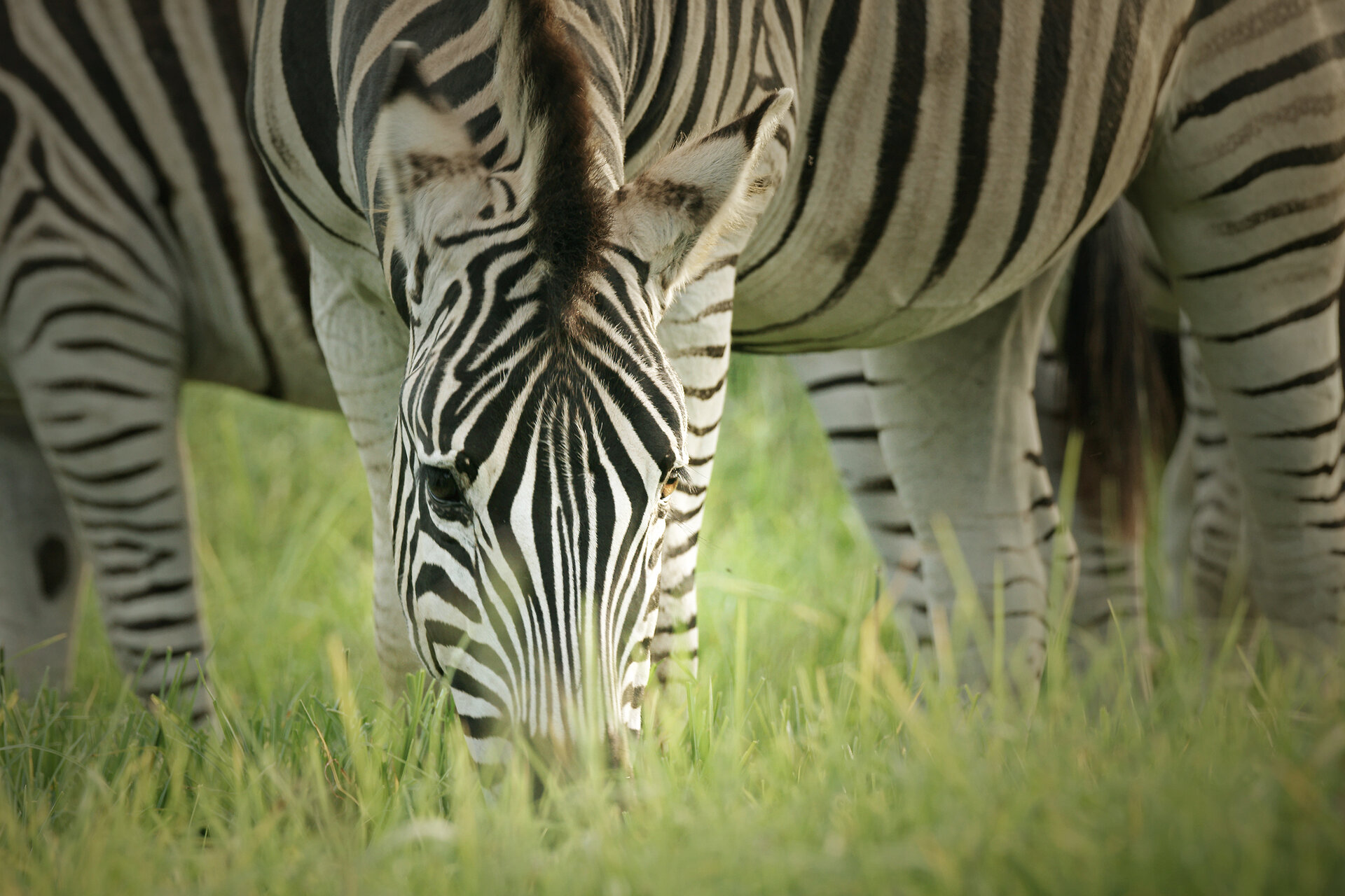 A Wilderness of Solitude and Discovery