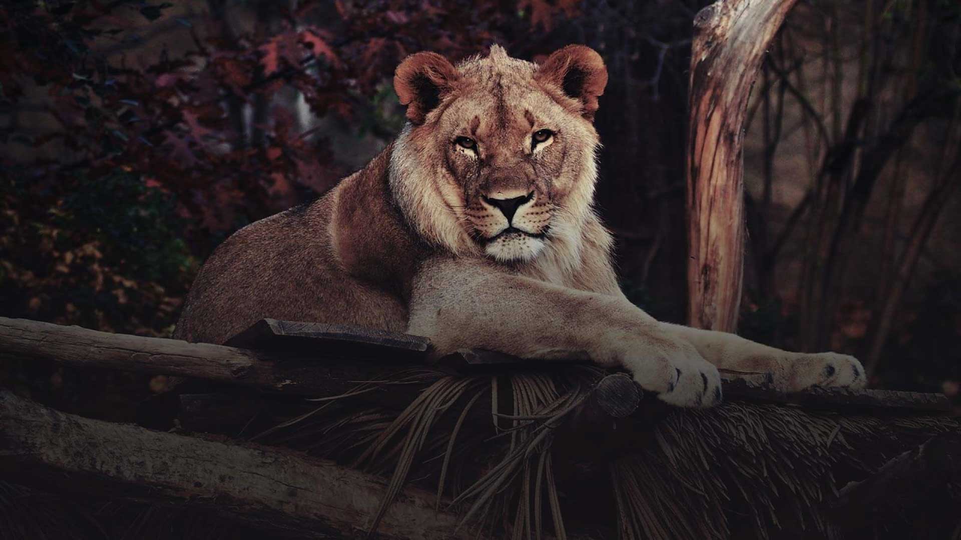 From <b>Big 5 to Big 7</b> – A Safari That Combines Land and Sea