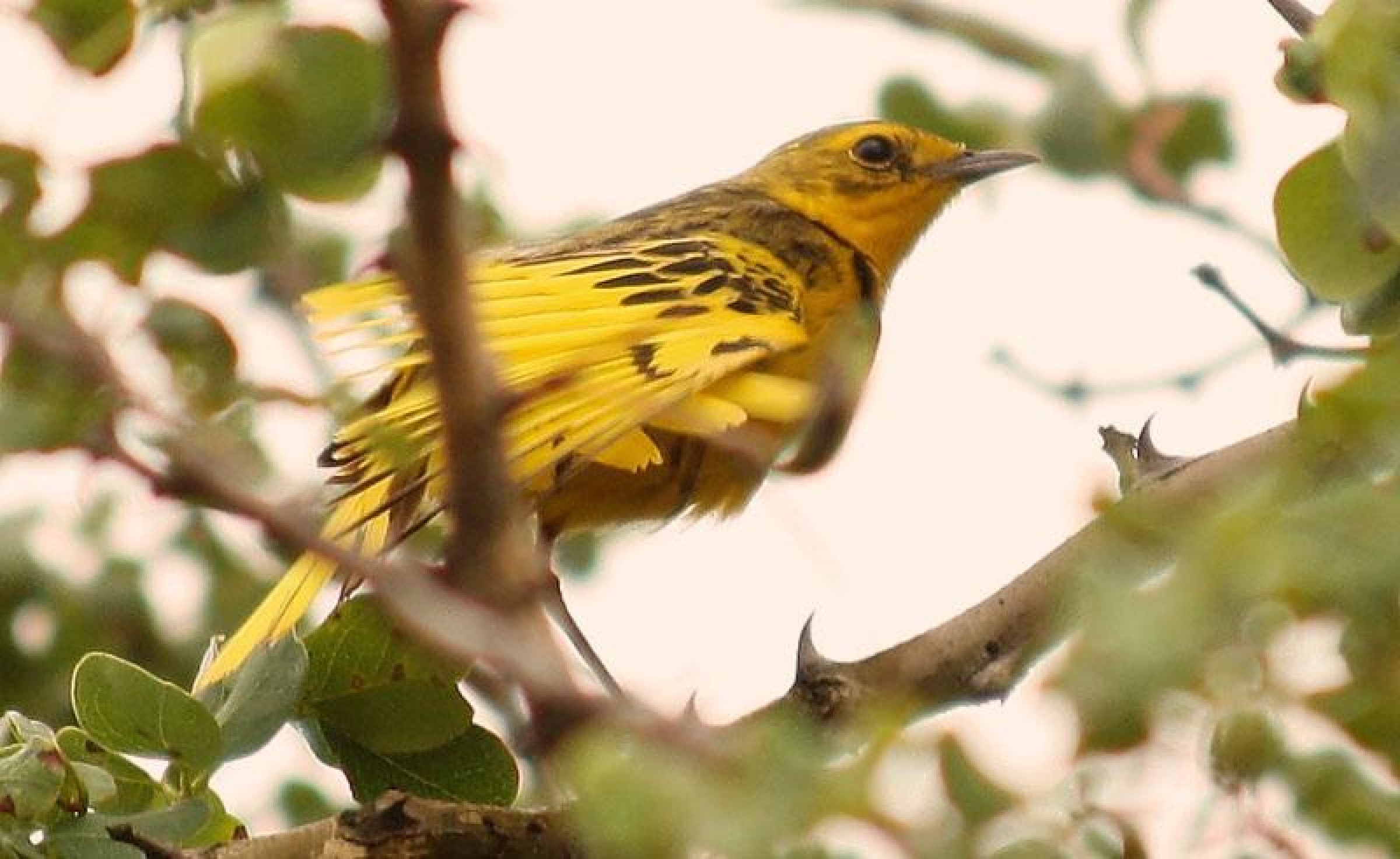iSimangaliso Wetland Park embraces its heritage with new discoveries