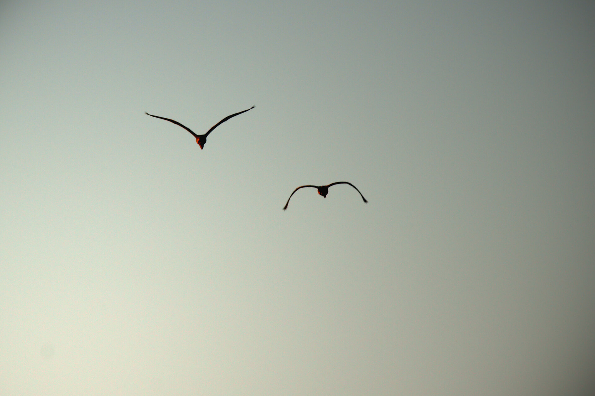 Birds of the Eastern Shores