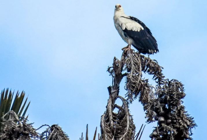 Wild and magical – travelling iSimangaliso’s Coastal Forest section