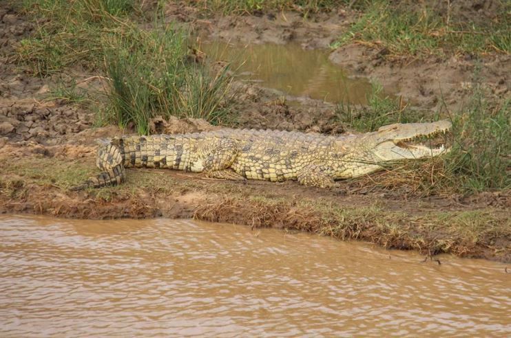 iSimangaliso – home of the Nile crocodile
