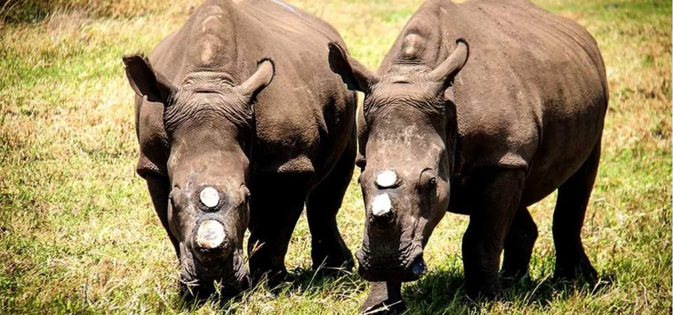 Suspected Poacher Still Missing