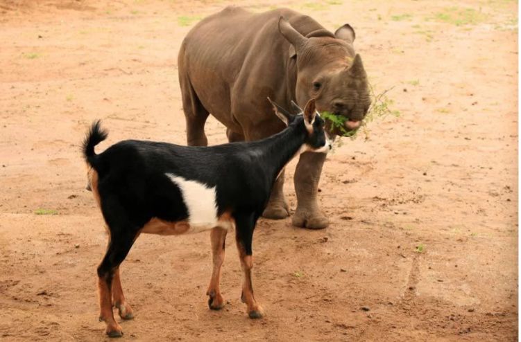 iBlack rhino introduction – Playing Cupid