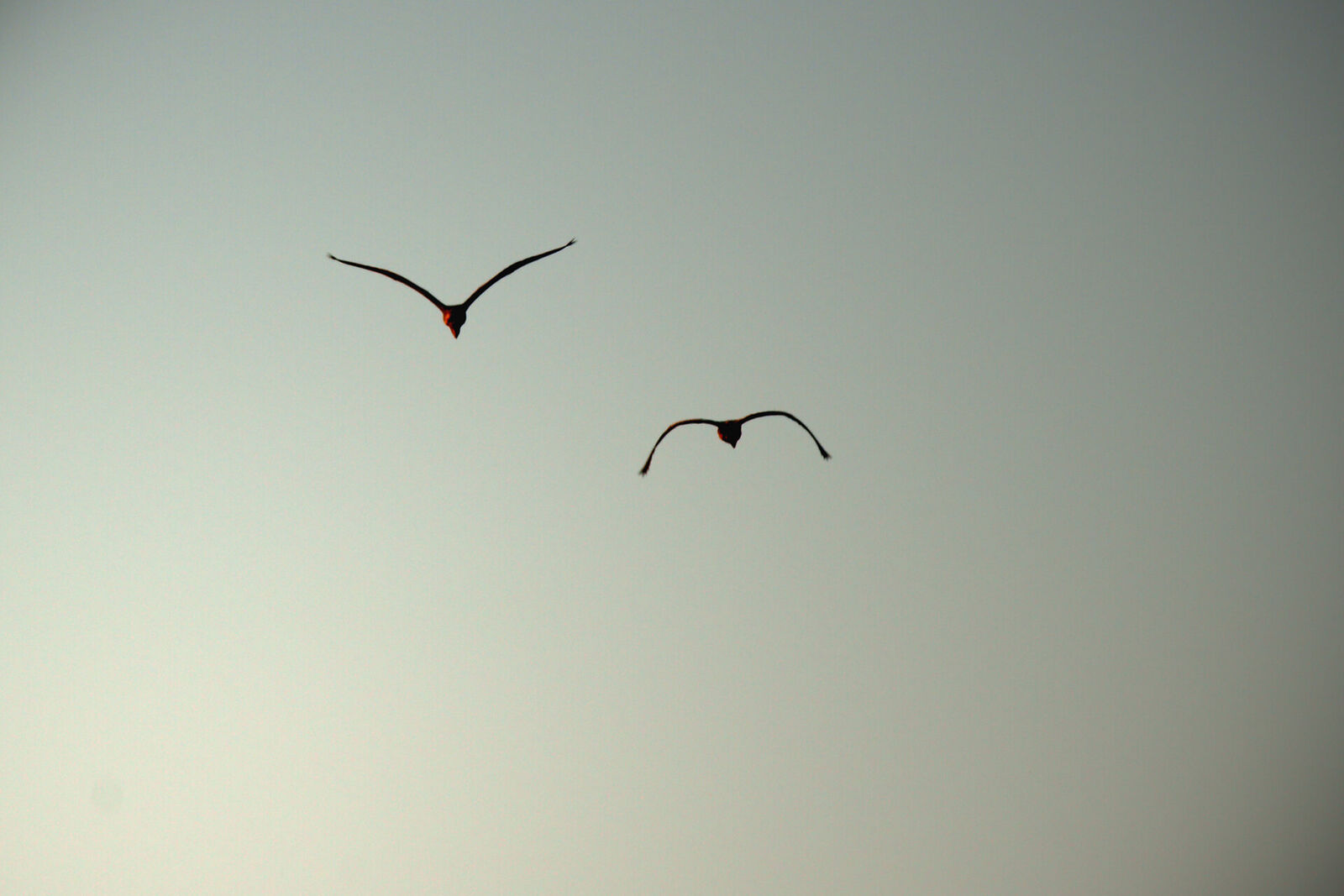 Birdlife on the Eastern Shores of iSimangaliso Wetland Park