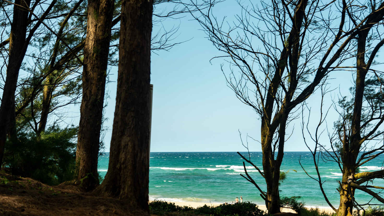 Coastal forest opening onto the shoreline at Mission Rocks, iSimangaliso Wetland Park