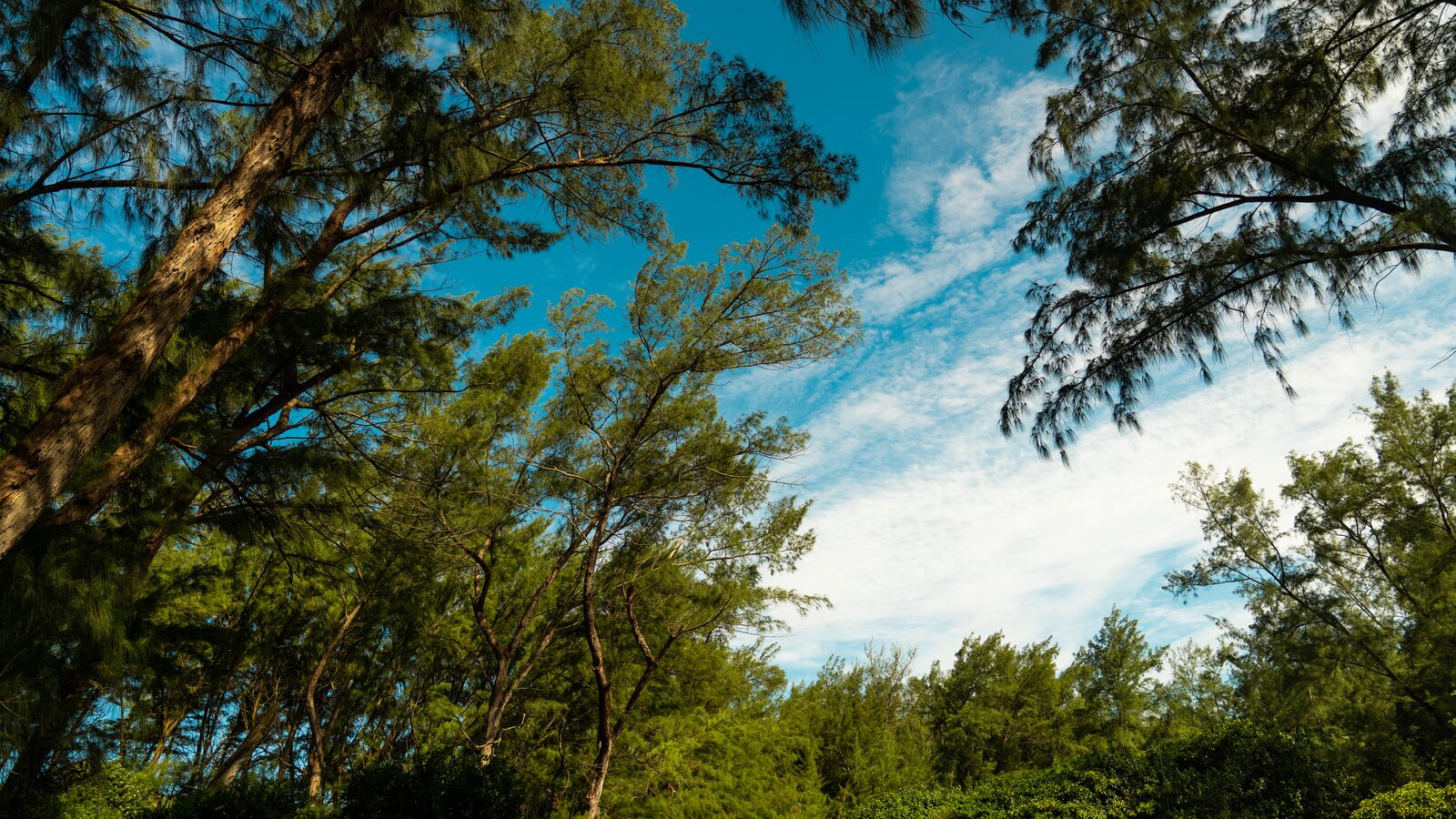 Casuarina trees seen from below against a bright blue sky