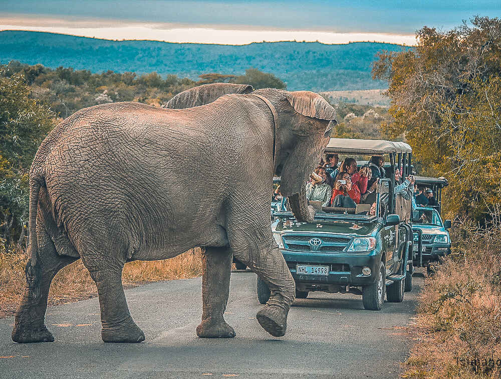 Safari Adventures