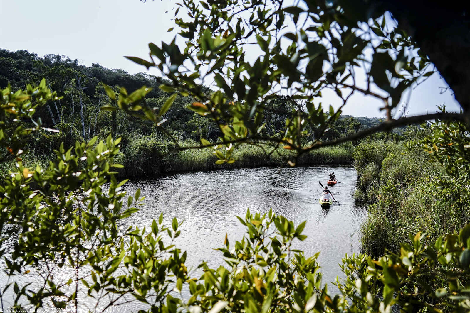A Sanctuary for Turtles, Birds, and Wildlife