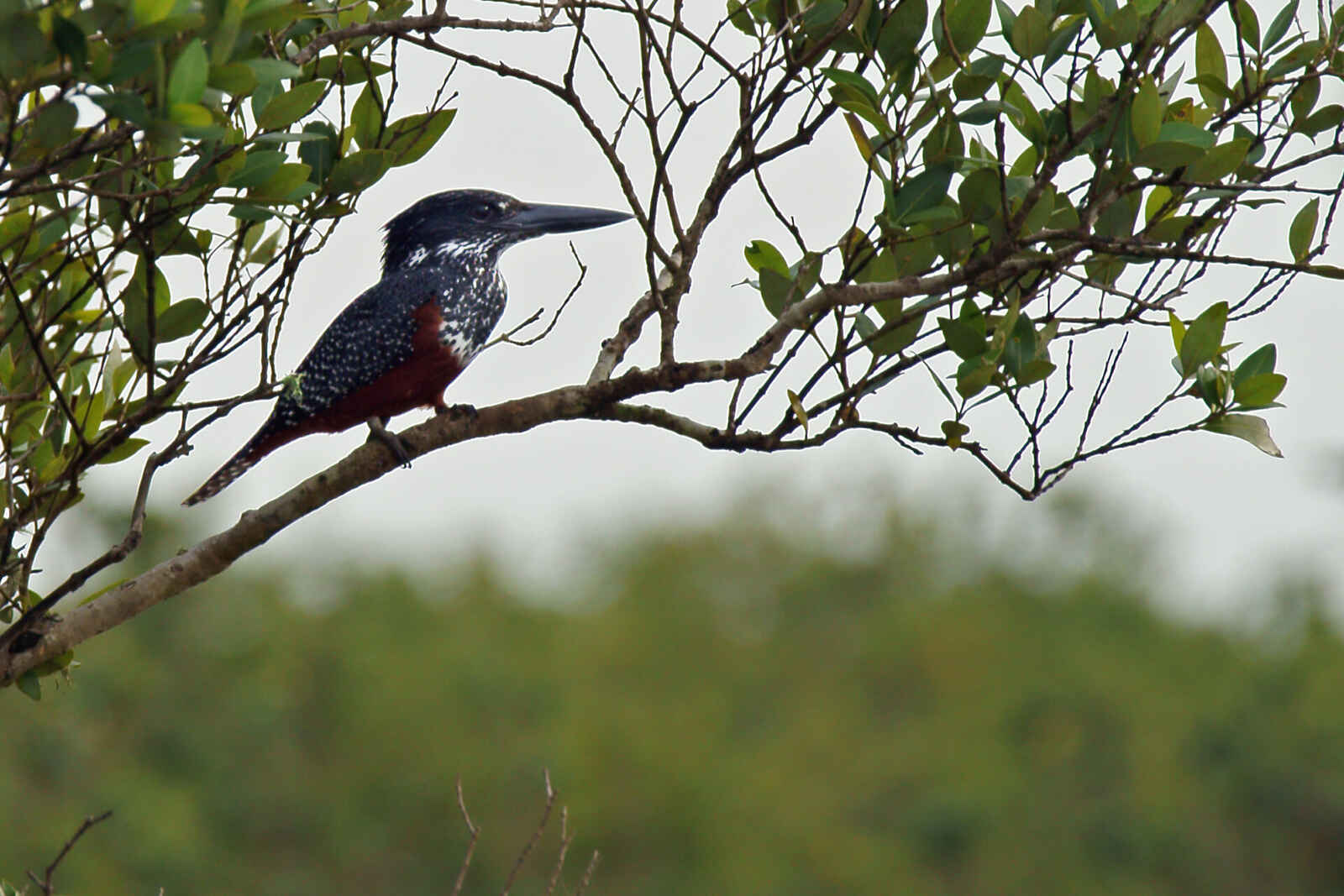 A Rich Sanctuary for <b>Birdlife</b> and <b>Estuarine Creatures</b>