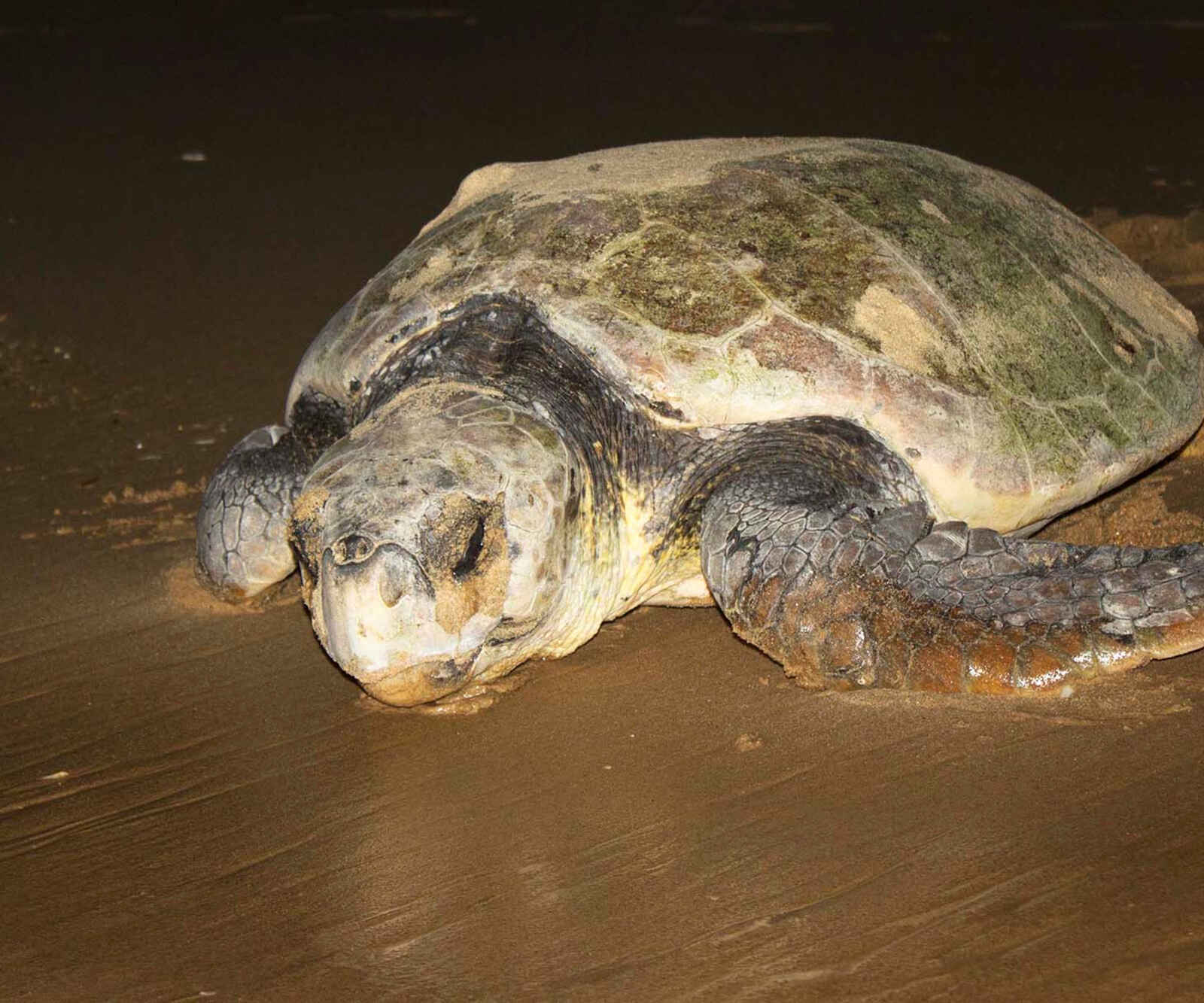 A Sanctuary for <b>Loggerhead and Leatherback Turtles</b>