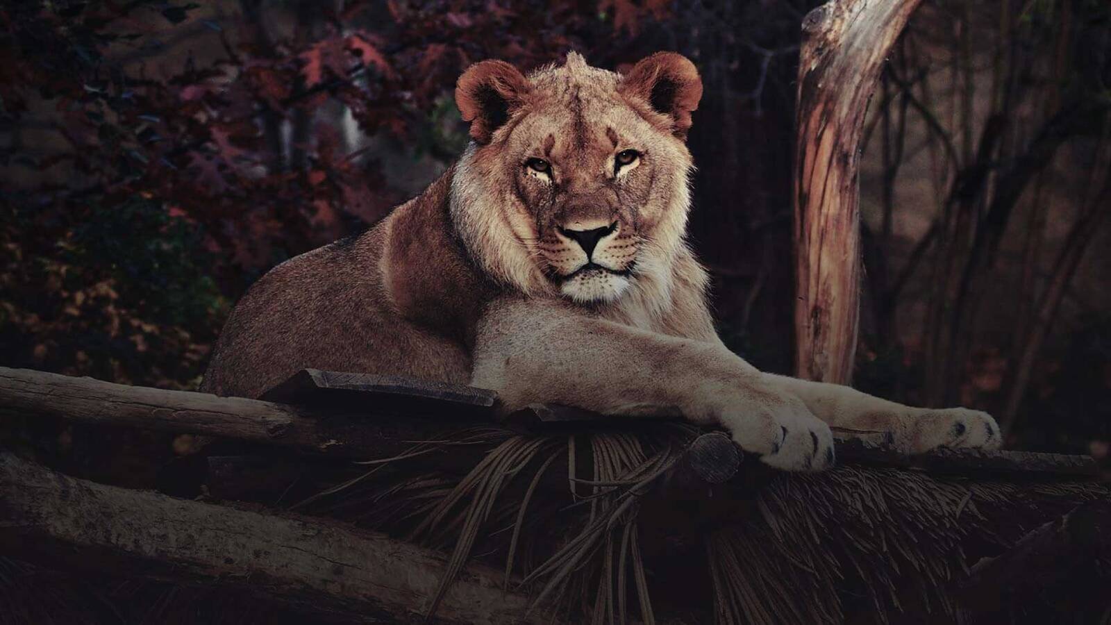 From <b>Big 5 to Big 7</b> – A Safari That Combines Land and Sea