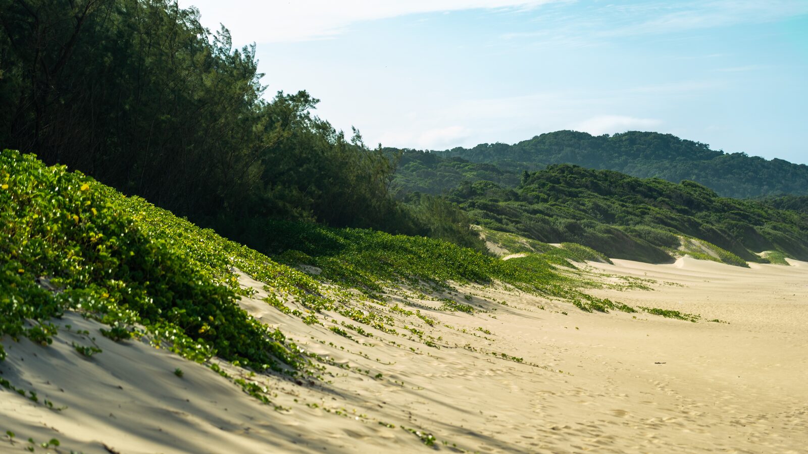 A vegetated dune of creeper and casuarinas above the sand, with a forested dune ridge behind