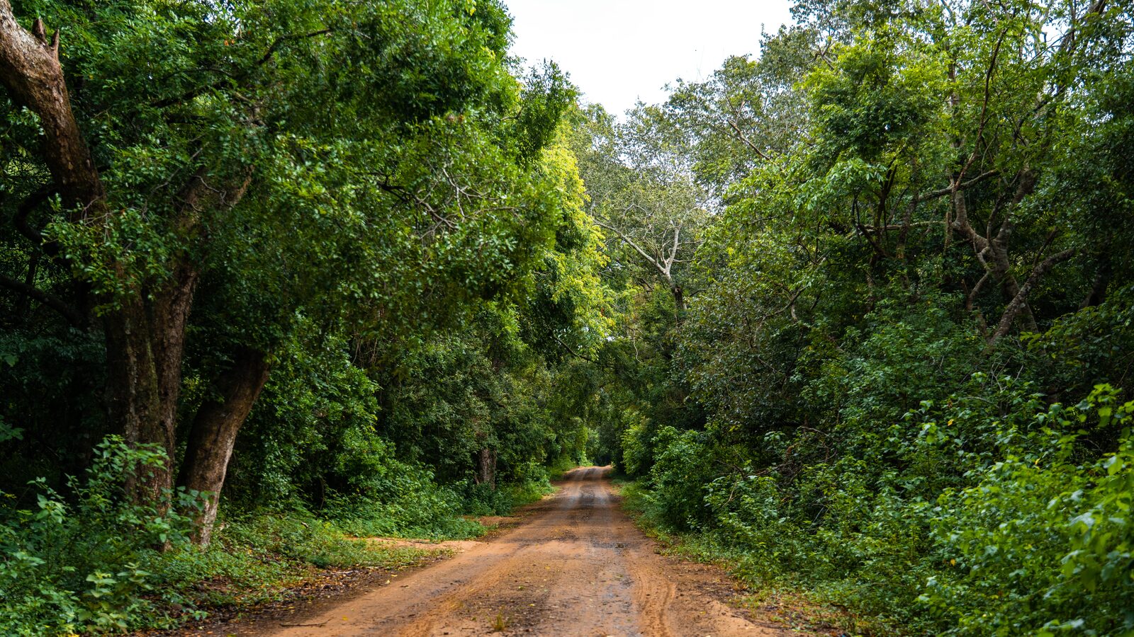 A sand road running through dense coastal forest