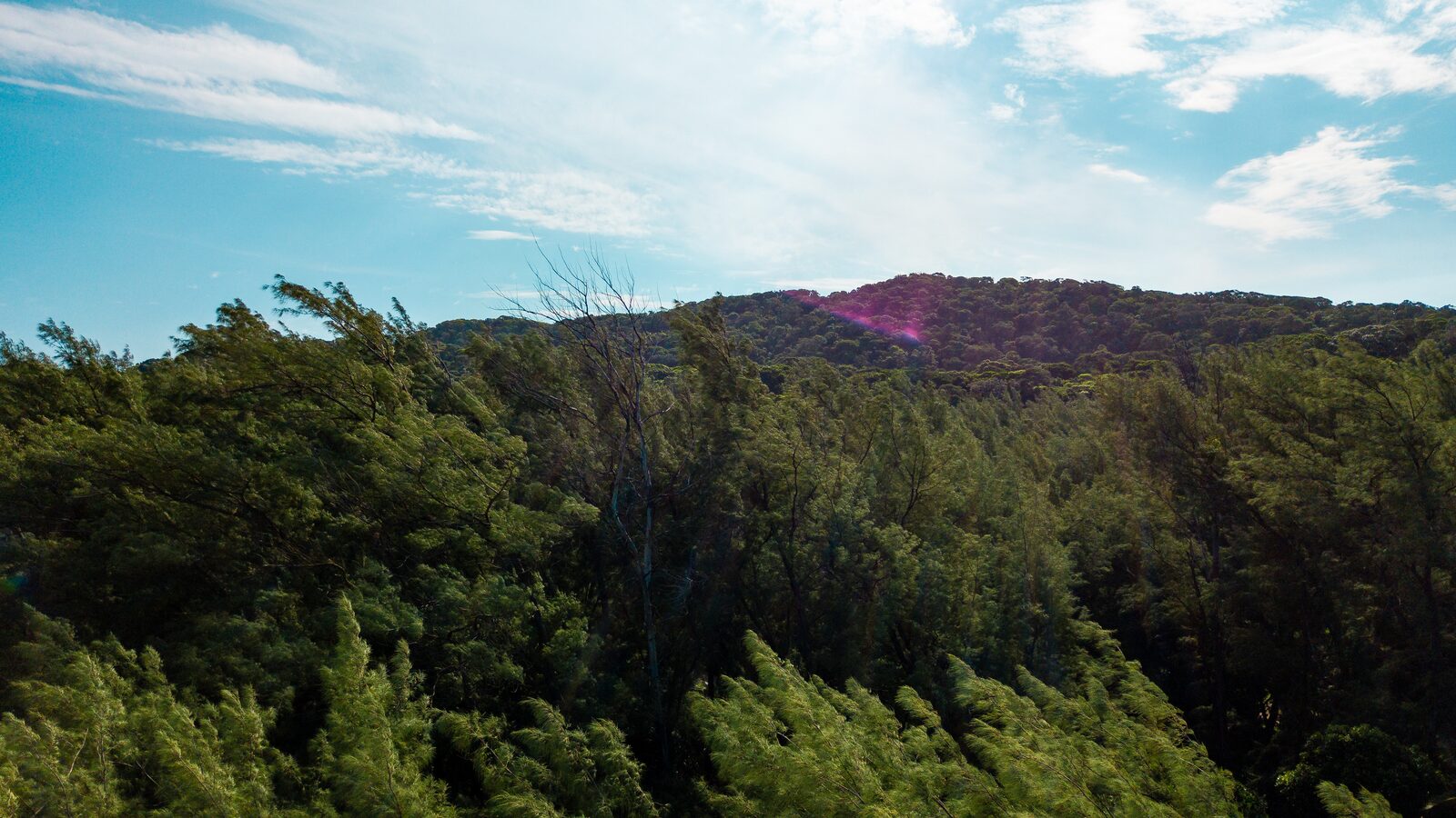 Coastal forest canopy on the Eastern Shores of iSimangaliso