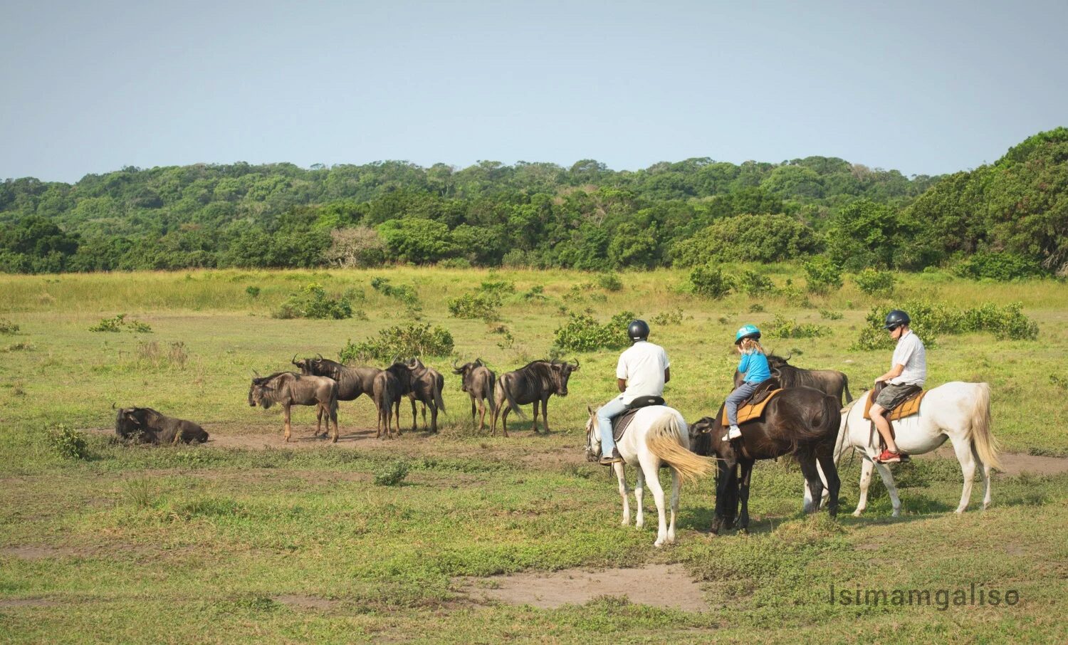 Three riders on horseback close to a herd of wildebeest on open grassland