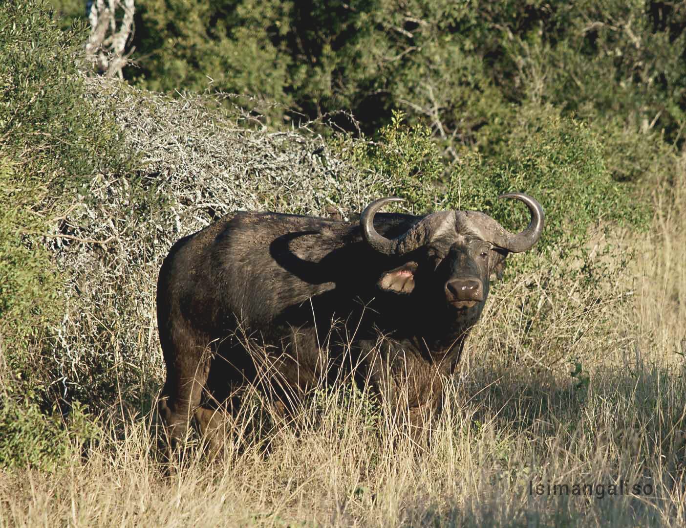 A Cape buffalo standing in long grass at the edge of the bush
