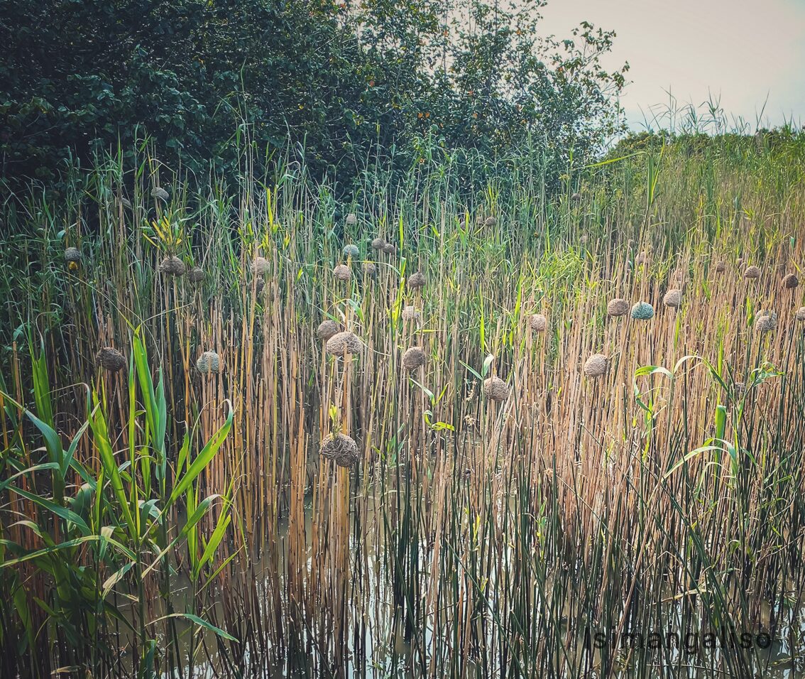A reed bed standing in shallow water, hung with weaver nests