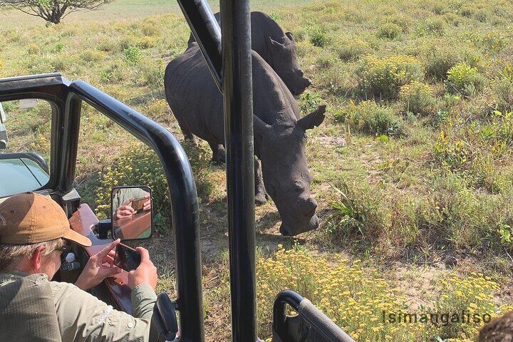 A visitor photographing two white rhino from an open game-drive vehicle