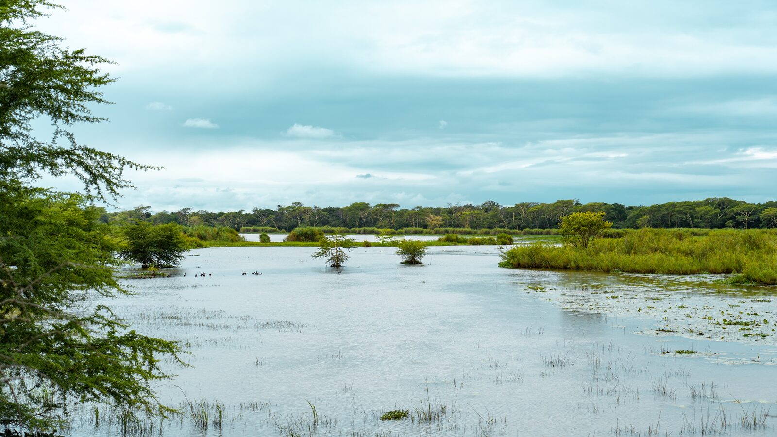 Wetland, waterbirds and fig forest in iSimangaliso Wetland Park