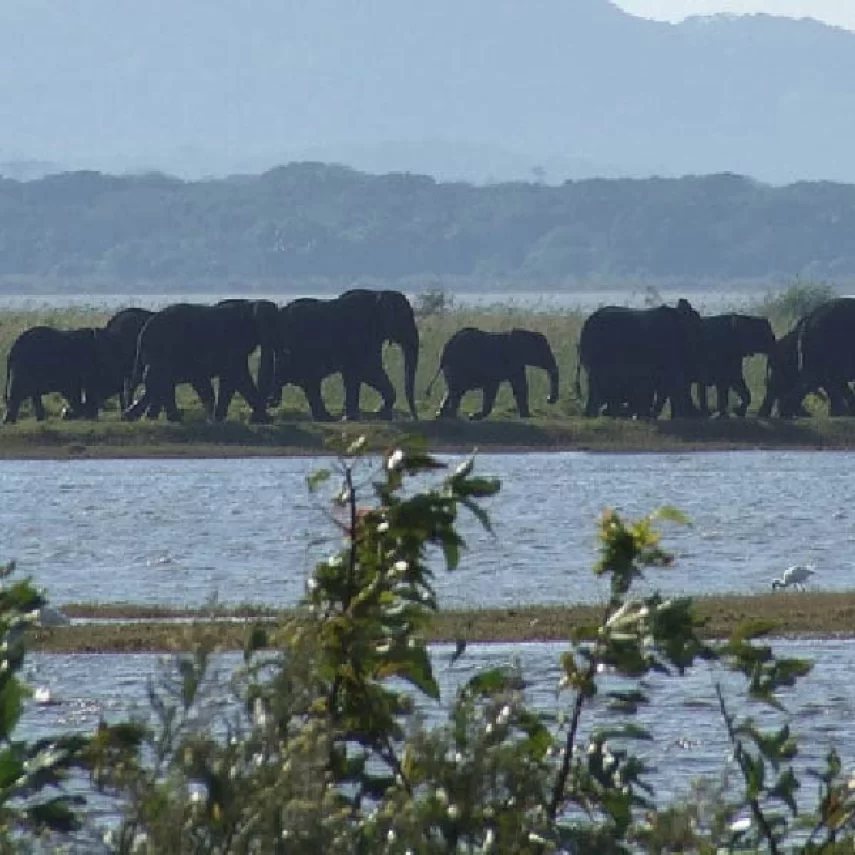 Elephant herd