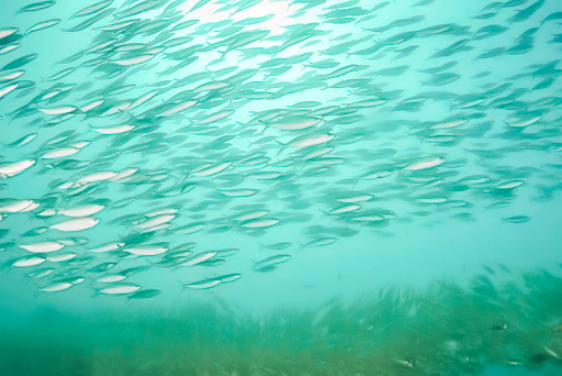 A shoal of small silver fish massed in clear turquoise water