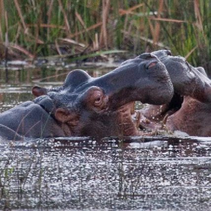 Hippo in shallow water