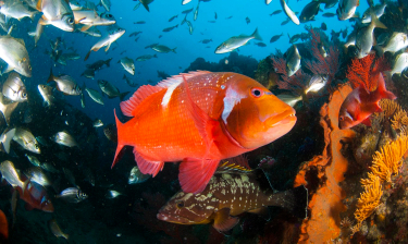 Reef fish close up