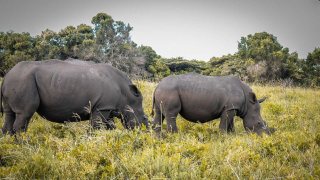 Rhinos grazing