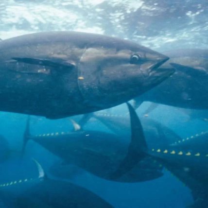 Whale shark