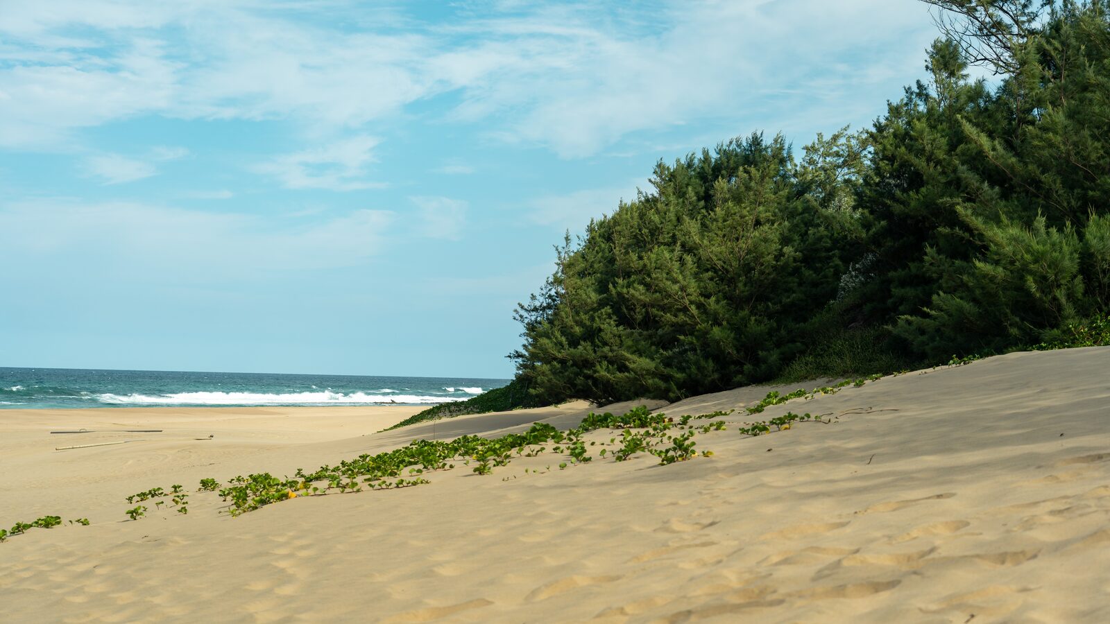 An empty beach with casuarina trees on the dune and surf breaking beyond