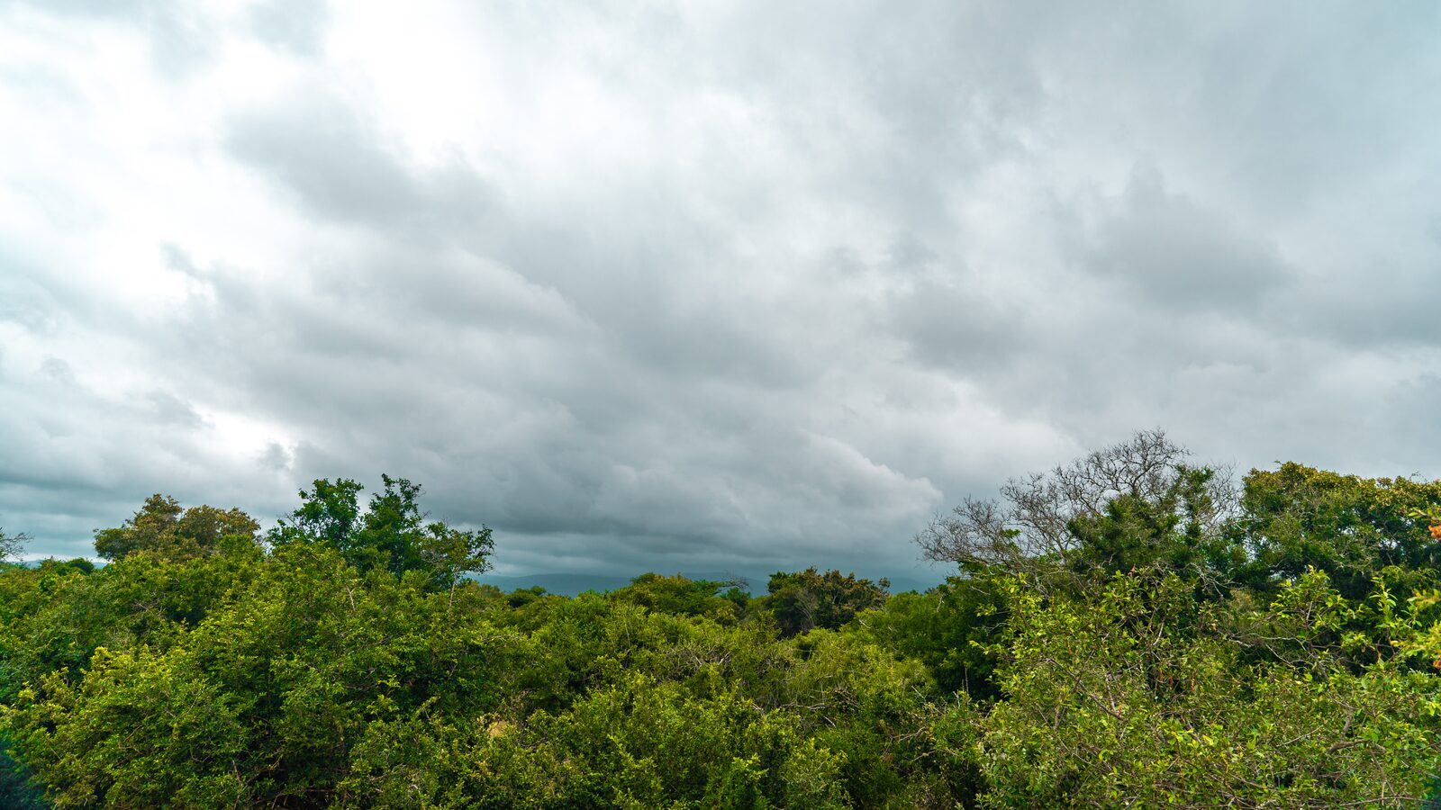 Sand-forest canopy under a heavy grey storm sky